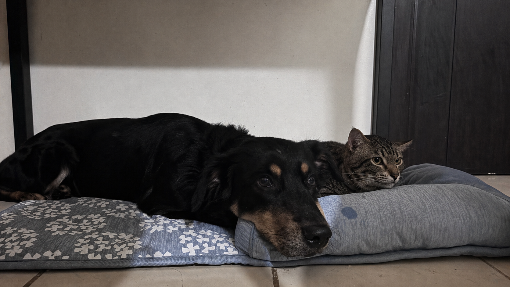 Hunter and Nacho